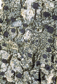 Image of Megalaria grossa