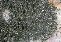 Nephromopsis culbersonii image