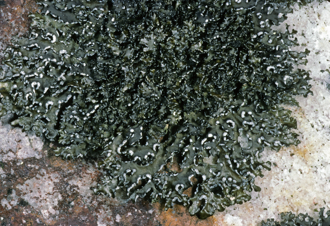 Nephromopsis culbersonii image