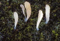 Multiclavula corynoides image