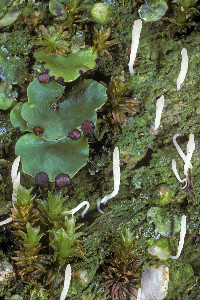 Multiclavula corynoides image