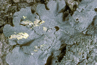 Myelochroa aurulenta image