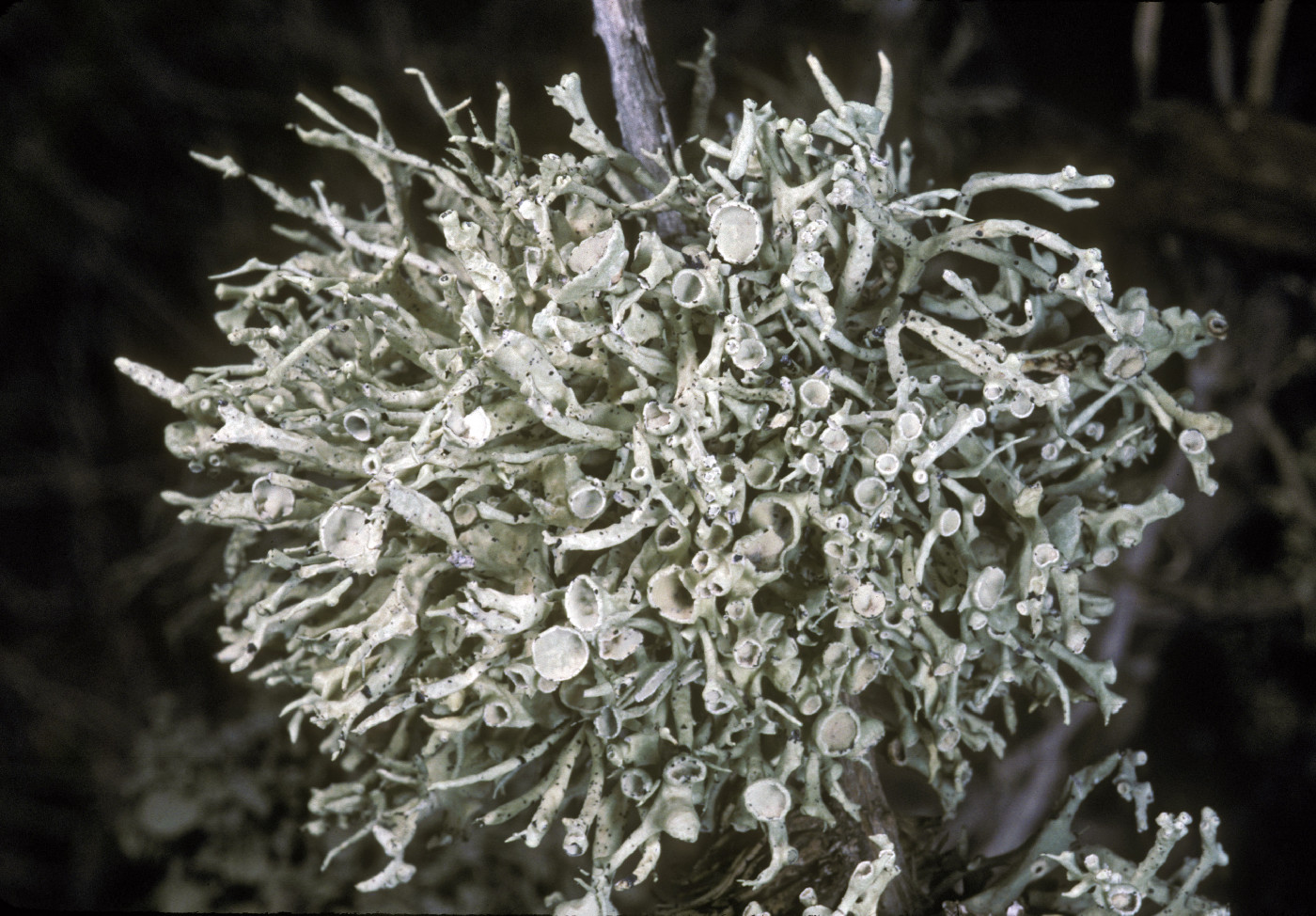 Vermilacinia ceruchis image