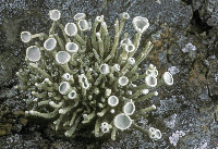 Vermilacinia combeoides image