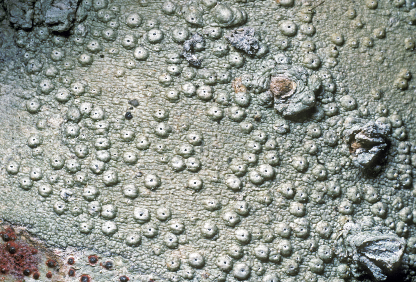 Ocellularia image