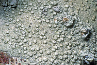 Image of Ocellularia americana