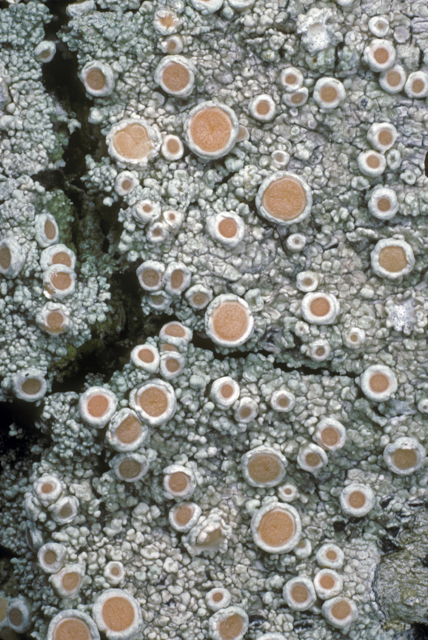 Ochrolechia oregonensis image