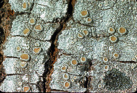 Ochrolechia subpallescens image