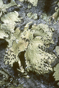 Omphalora arizonica image