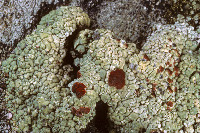 Ophioparma ventosa image