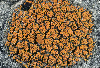 Image of Pachypeltis cladodes