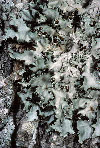 Parmotrema cetratum image