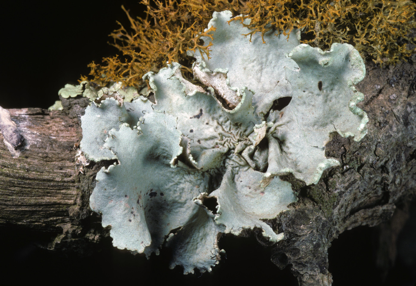 Parmotrema hypoleucinum image