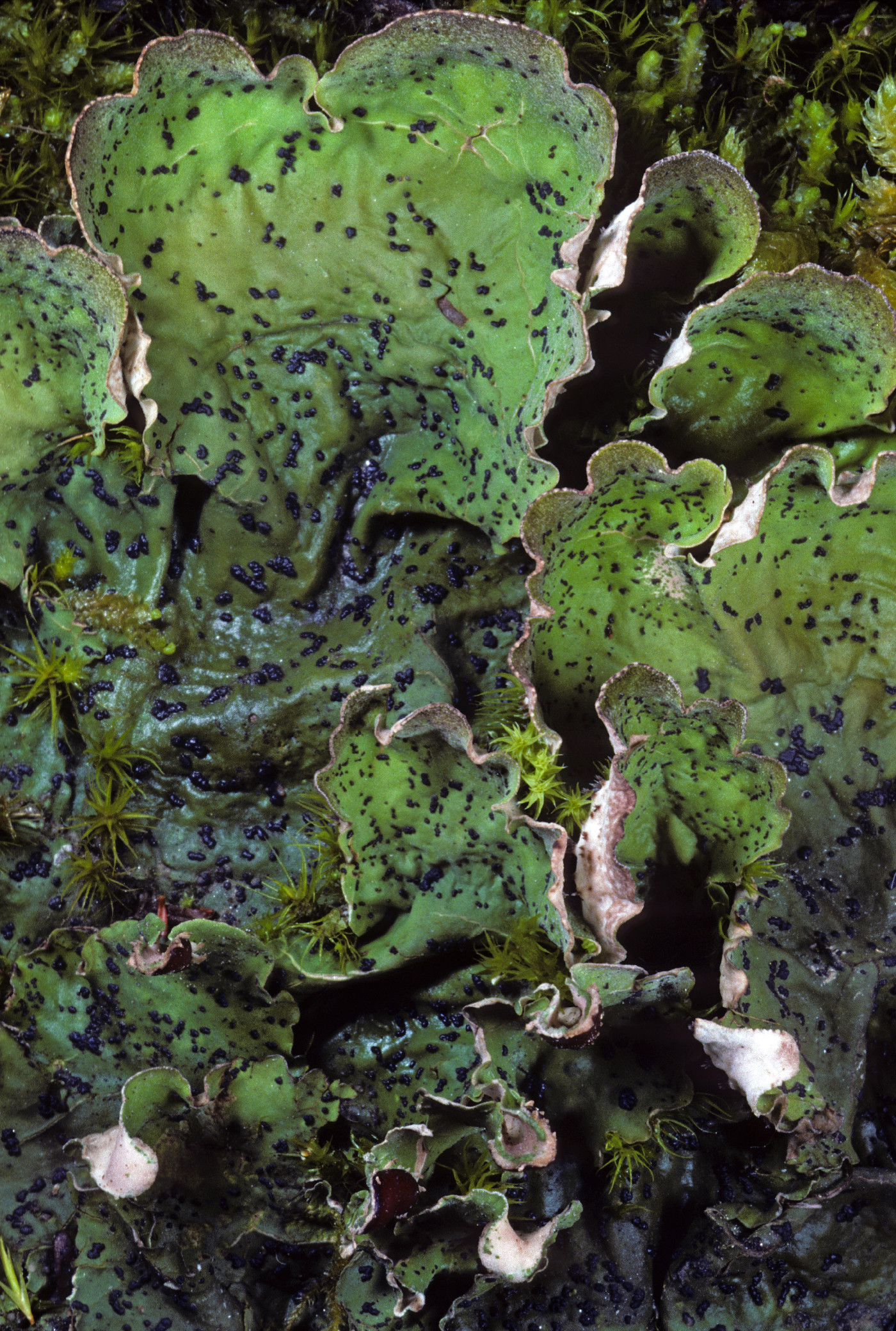 Peltigera britannica image