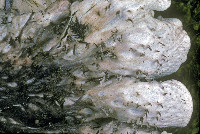 Peltigera britannica image