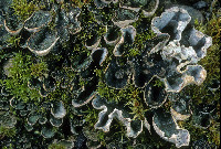 Peltigera didactyla image