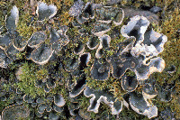 Peltigera didactyla image