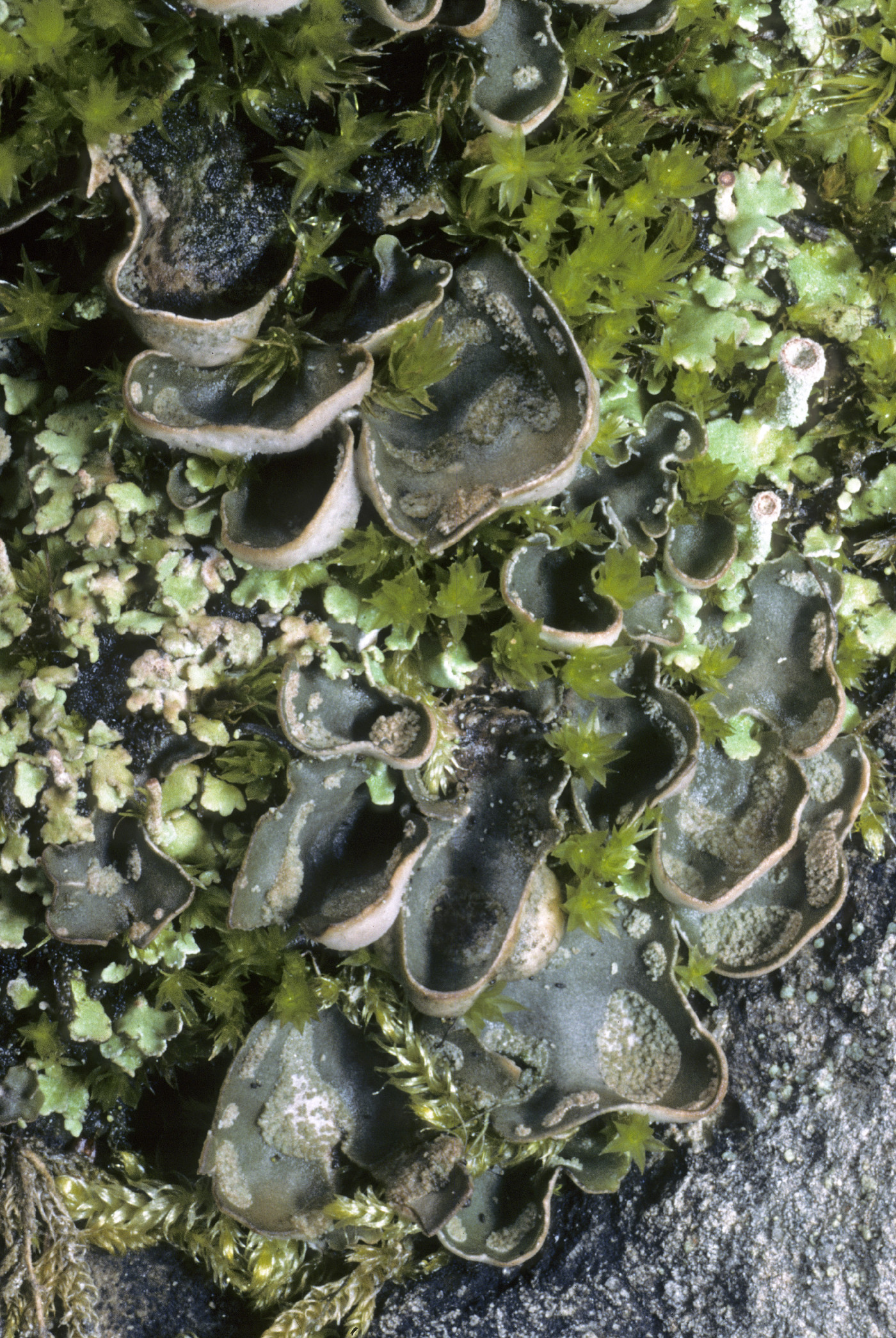 Peltigera didactyla image