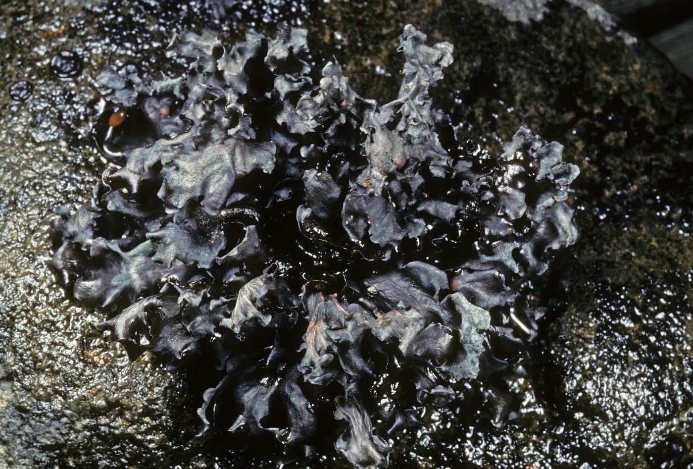 Peltigera hydrothyria image