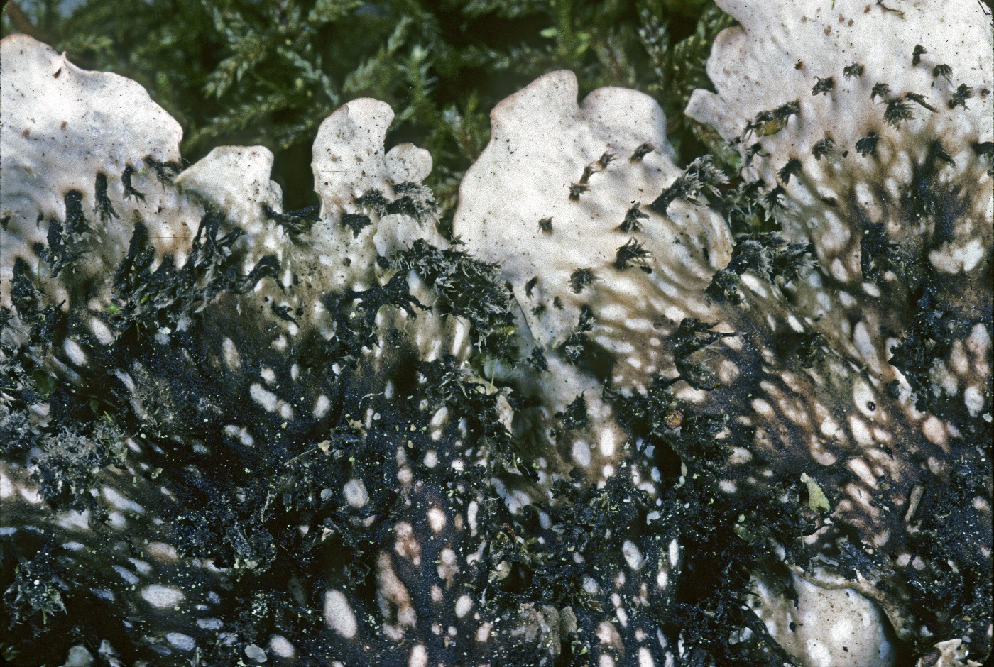 Peltigera horizontalis image