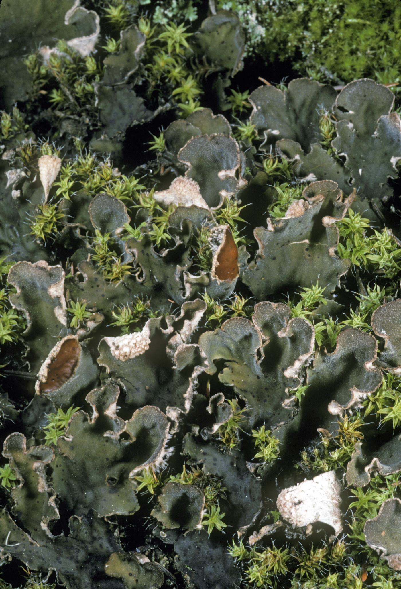 Peltigera kristinssonii image