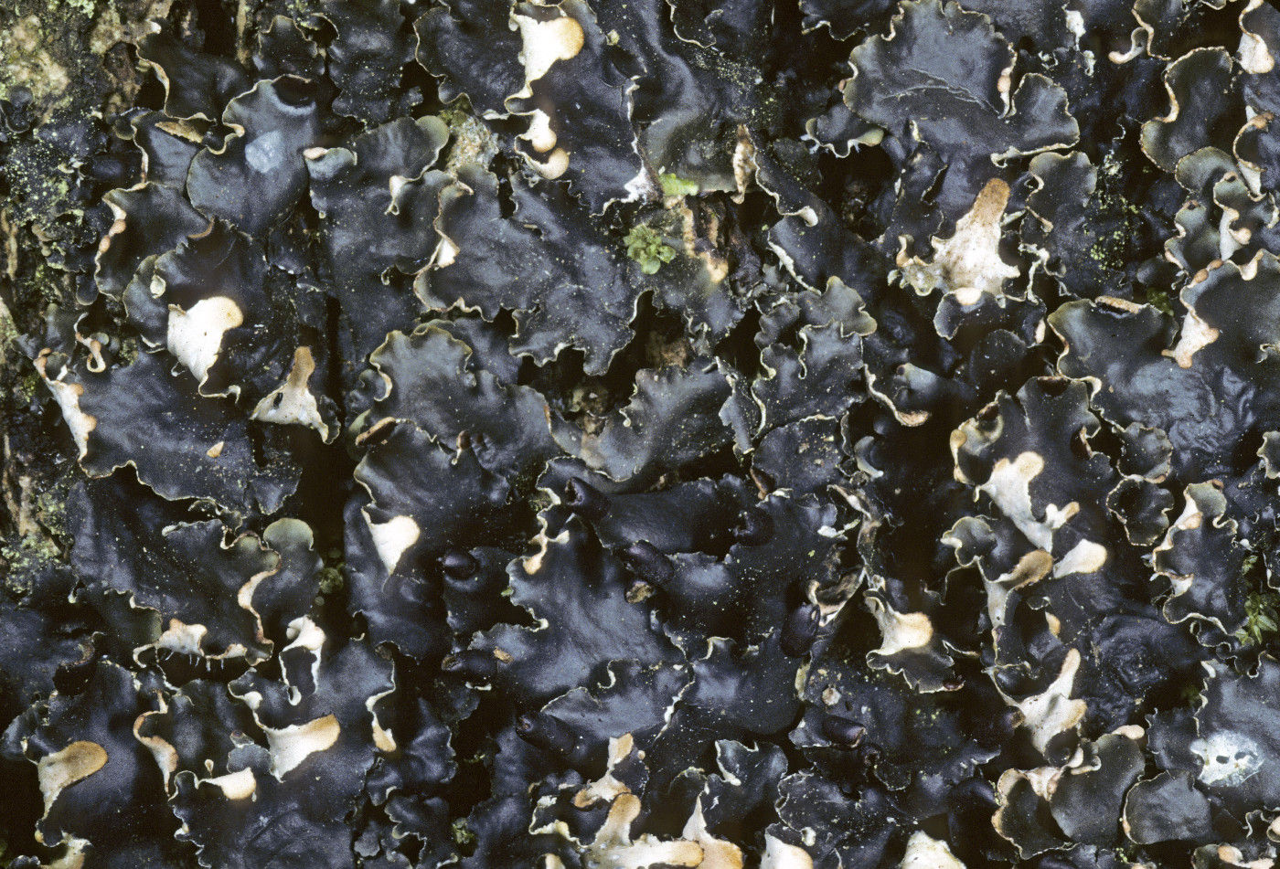 Peltigera neckeri image