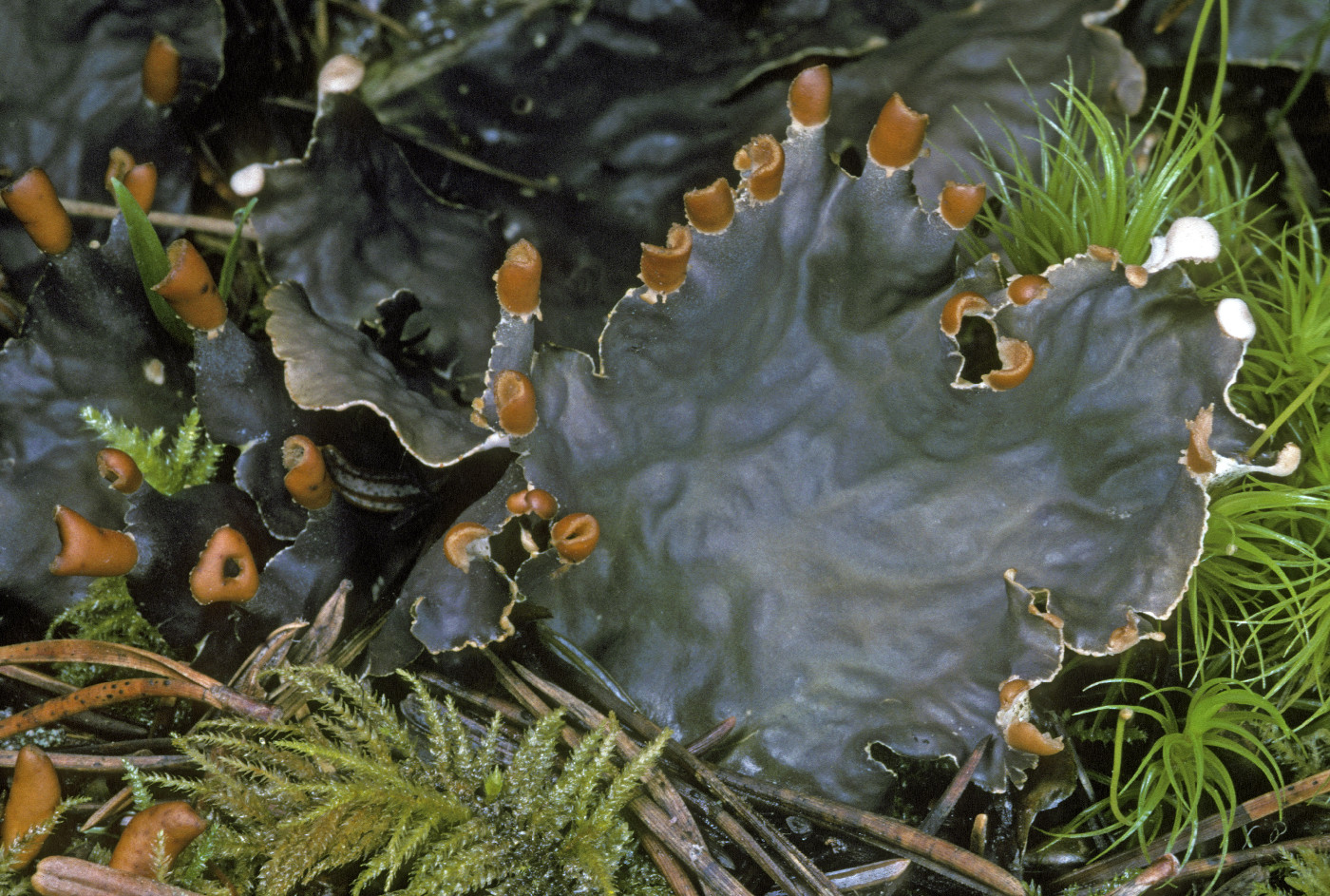 Peltigera neopolydactyla image