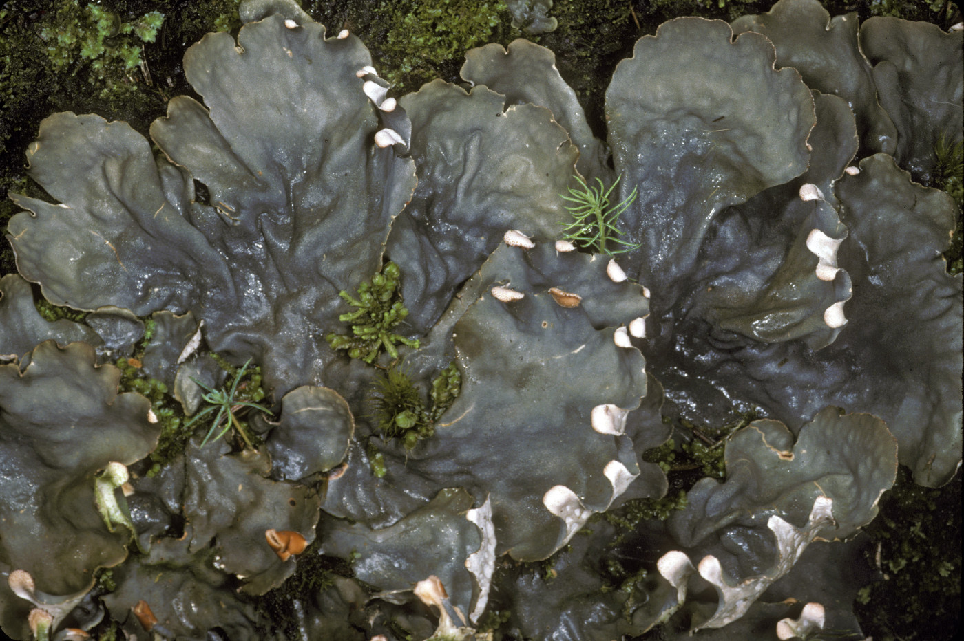 Peltigera neopolydactyla image