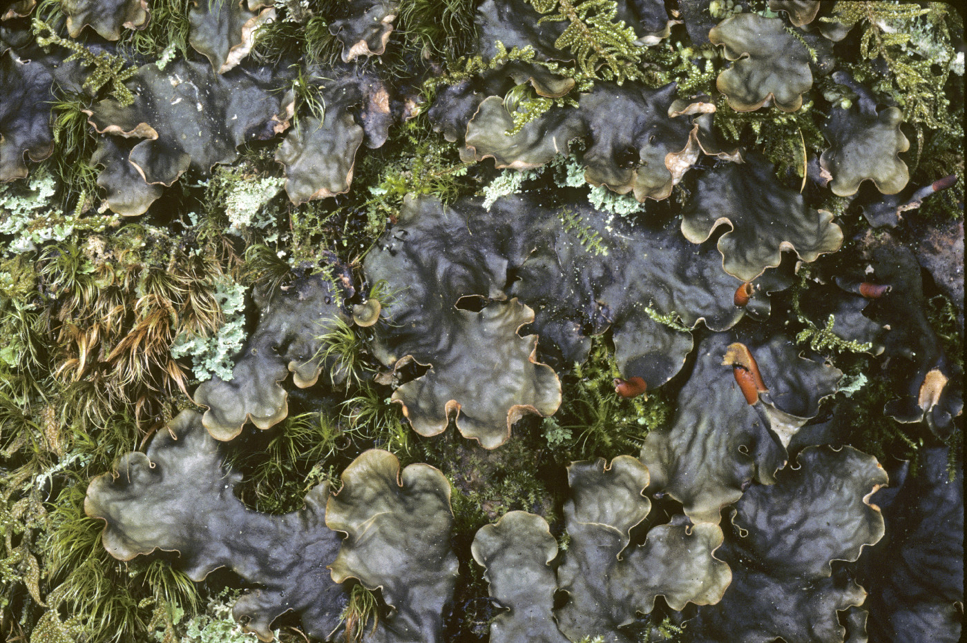 Peltigera polydactylon image