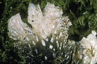 Peltigera polydactylon image