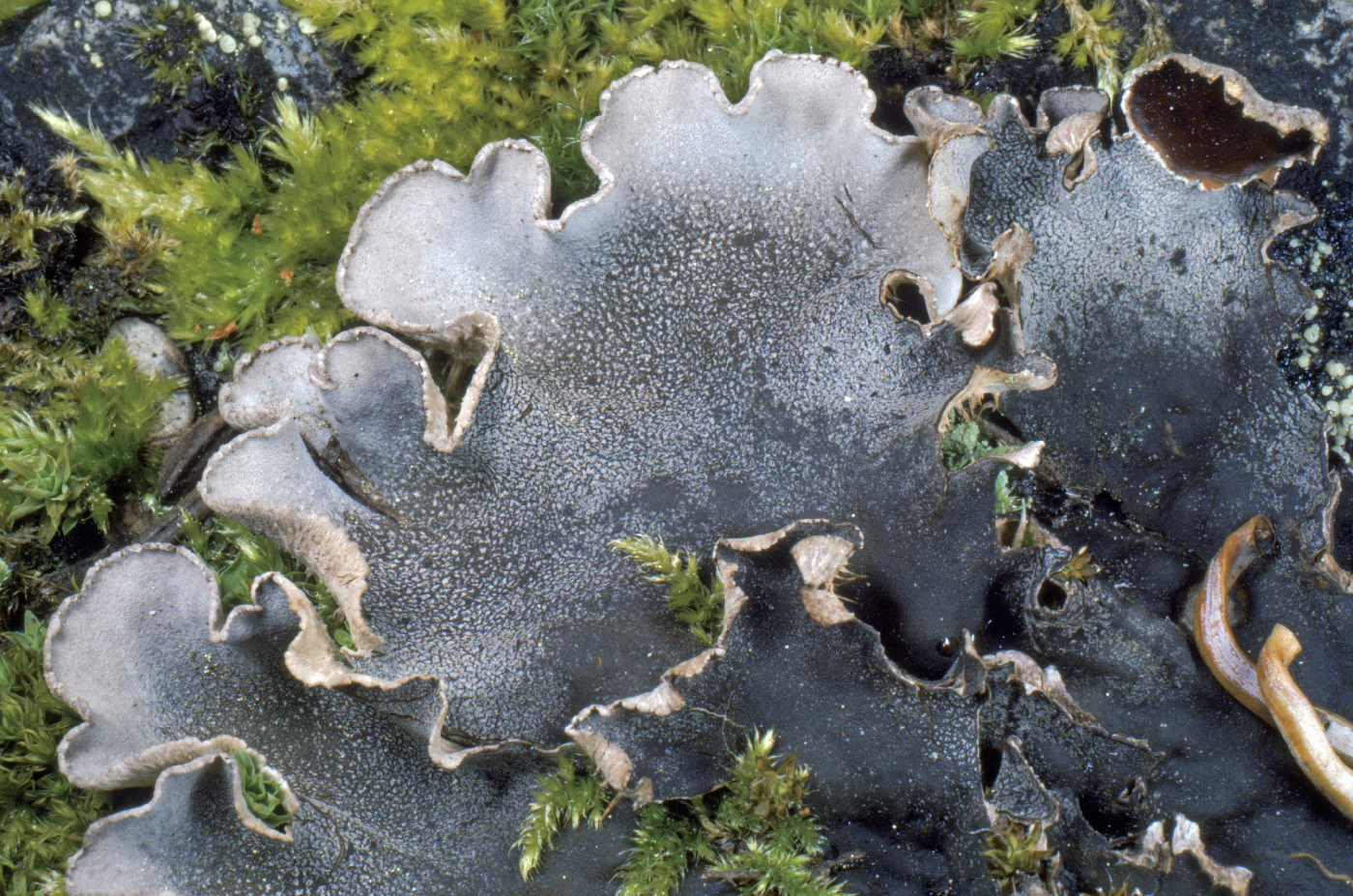 Peltigera ponojensis image