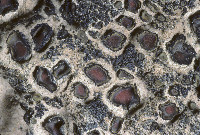 Peltula richardsii image