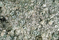 Image of Pertusaria subobducens