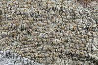 Pertusaria xanthodes image