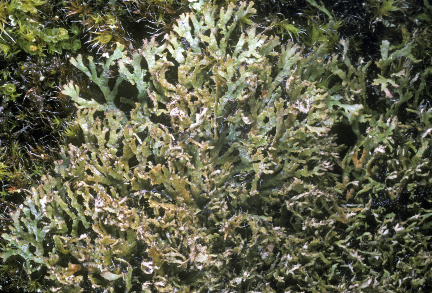 Phaeophyscia constipata image