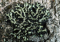 Image of Phaeophyscia pusilloides