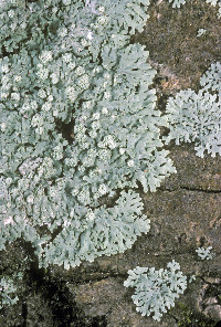 Physcia americana image