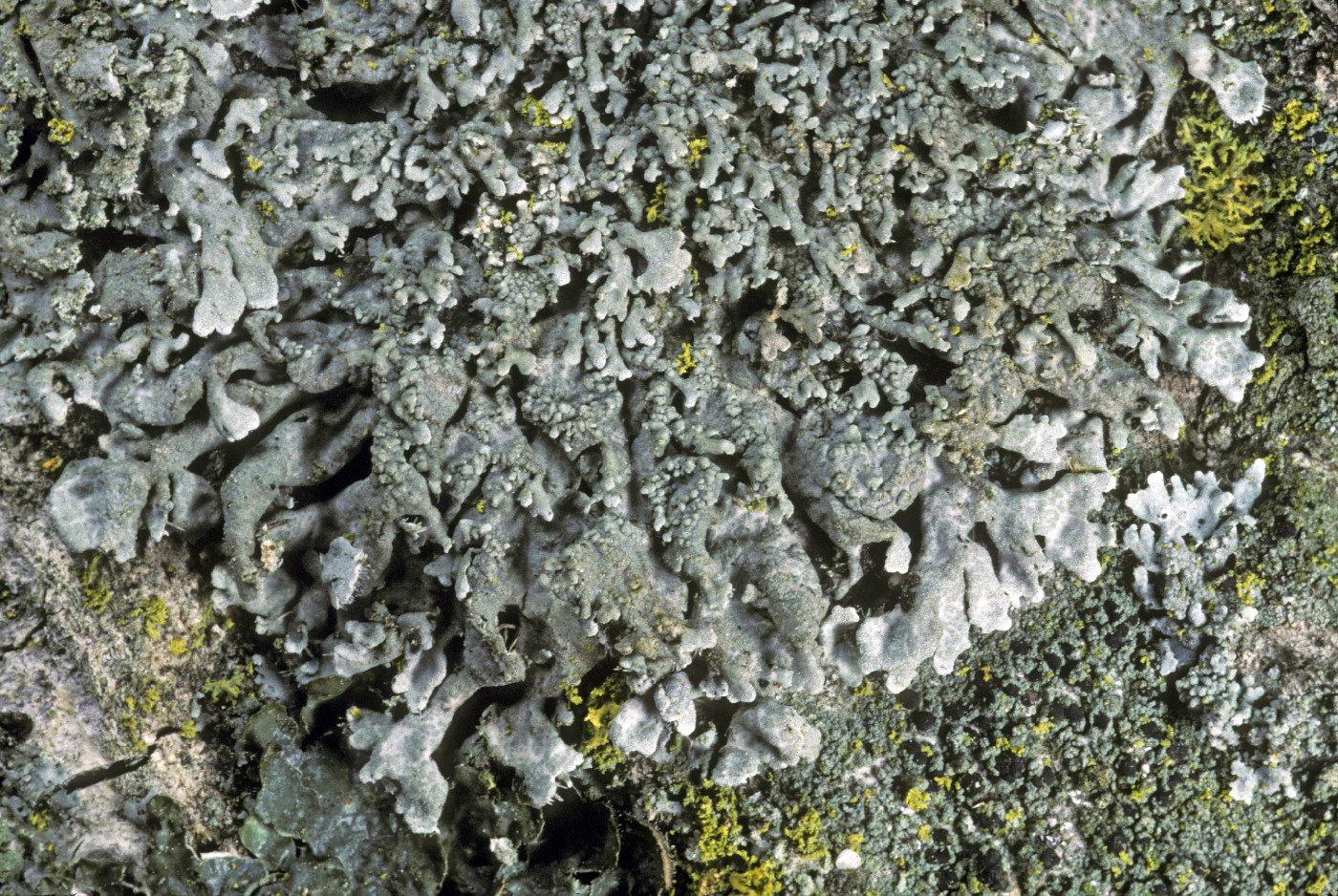 Physconia californica image