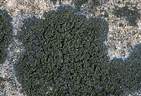 Placynthium nigrum image