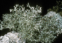 Platismatia stenophylla image