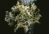 Image of Pseudocyphellaria crocata