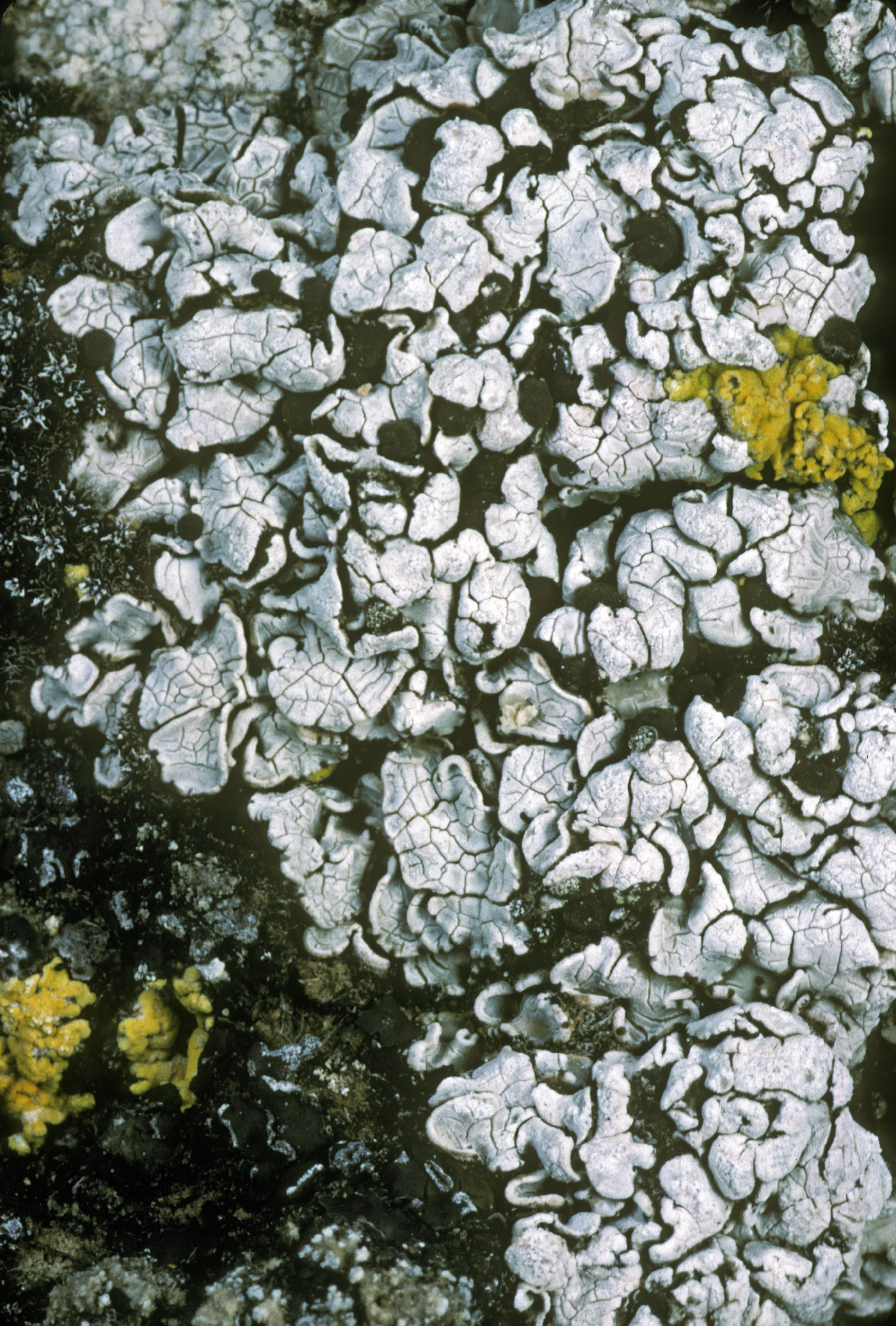 Psora cerebriformis image