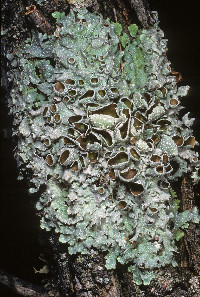Image of Punctelia graminicola