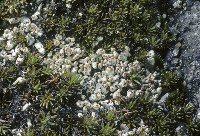 Pycnothelia papillaria image