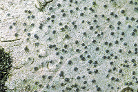 Image of Pyrenula microcarpa