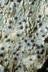 Pyrenula pseudobufonia image