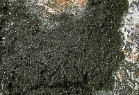 Image of Racodium rupestre
