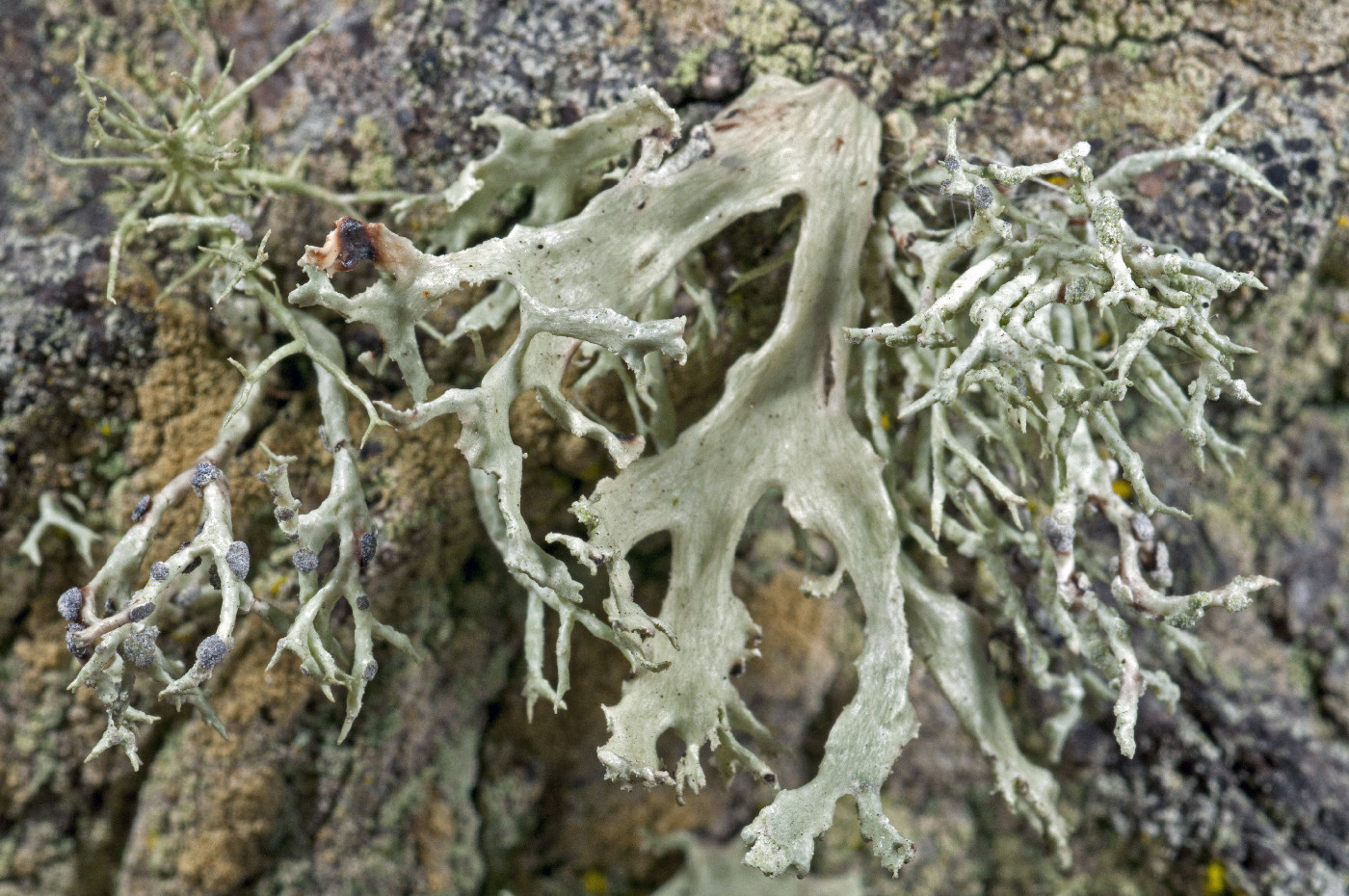 Ramalina canariensis image