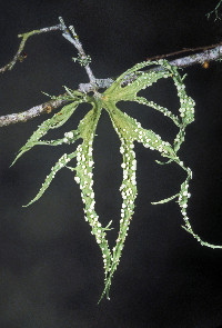 Ramalina celastri image