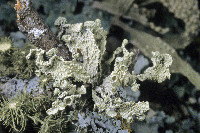 Ramalina complanata image